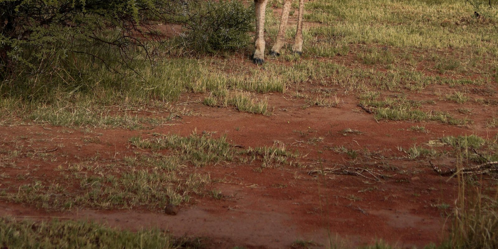 Giraffe walking across the savannah
